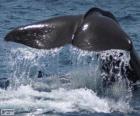 Яркий хвост большой кит